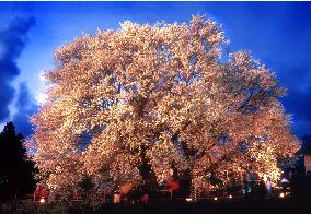 Centuries-old giant cherry tree lit up